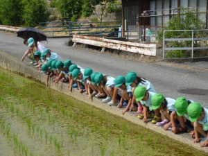 帰り道の田んぼでおたまじゃくしを捕まえたよ！ みんなで大事に育てるよ。